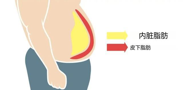 最科学的体测方法与身体成分解析”ky开元棋牌“精准掌握身体密码：(图2)